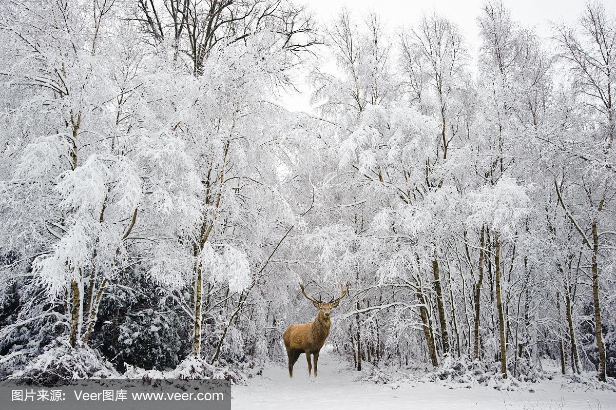 雪天出行，稳字当先；牢记三口诀。